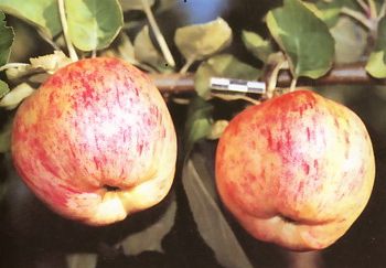 Иммунный к парше сорт Яблочный спас