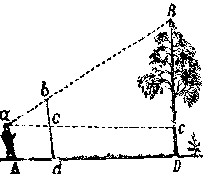 Измерение высоты дерева без инструмента