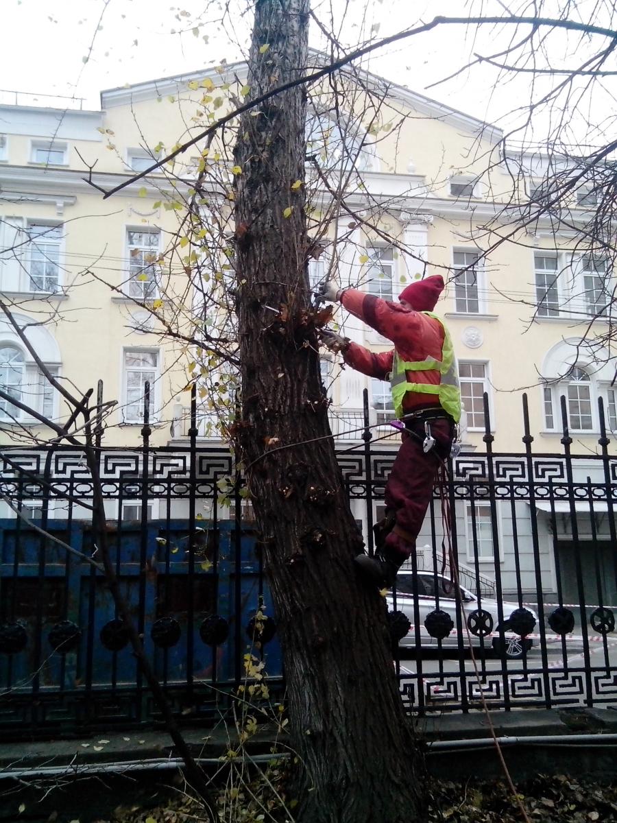 Удаление деревьев в Москве 