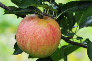 Орловское полосатое - купить яблоню в Москве и Твери 